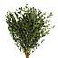 Fresh Eucalyptus Parvifolia | 350 - 400 grams per bunch | Length 65 - 70 centimetres | Order by bunch