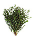 Verse Eucalyptus Parvifolia | 350 - 400 gram per bos | Lengte 65 - 70 centimeter | Per bos te bestellen