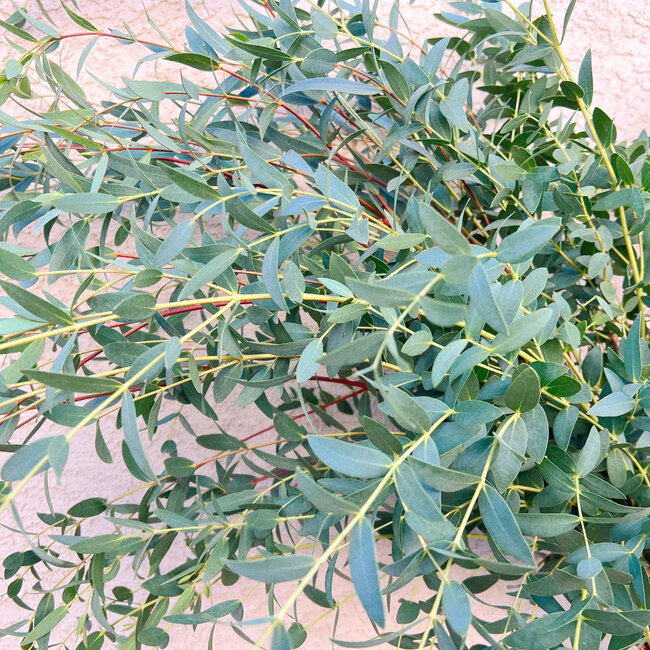 Verse Eucalyptus Parvifolia | 350 - 400 gram per bos | Lengte 65 - 70 centimeter | Per bos te bestellen