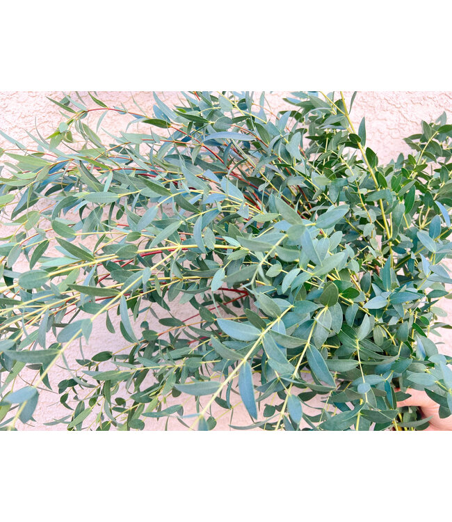 Frischer Eukalyptus Parvifolia | 350 - 400 Gramm pro Strauß | Länge 65 - 70 Zentimeter | Straußweise bestellen