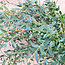 Fresh Eucalyptus Parvifolia | 350 - 400 grams per bunch | Length 65 - 70 centimetres | Order by bunch