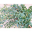 Fresh Eucalyptus Parvifolia | 350 - 400 grams per bunch | Length 65 - 70 centimetres | Order by bunch