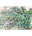 Verse Eucalyptus Parvifolia | 350 - 400 gram per bos | Lengte 65 - 70 centimeter | Per bos te bestellen