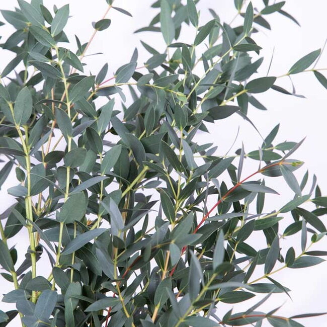 Fresh Eucalyptus Parvifolia | 350 - 400 grams per bunch | Length 65 - 70 centimetres | Order by bunch