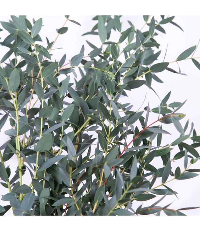 Verse Eucalyptus Parvifolia | 350 - 400 gram per bos | Lengte 65 - 70 centimeter | Per bos te bestellen