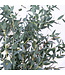 Frischer Eukalyptus Parvifolia | 350 - 400 Gramm pro Strauß | Länge 65 - 70 Zentimeter | Straußweise bestellen