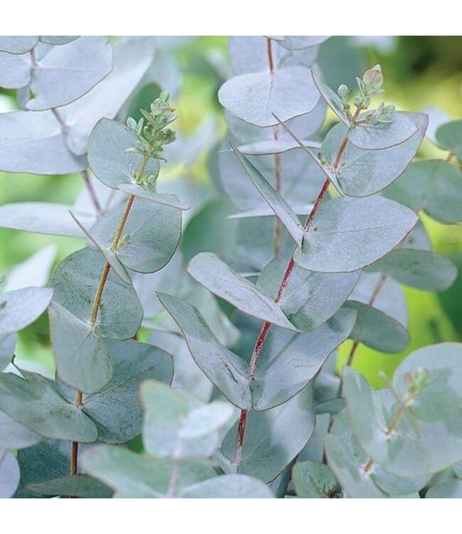 Verse Eucalyptus Gunnii | 300 gram per bos | Lengte 65 - 70 centimeter | Per bos te bestellen