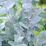 Verse Eucalyptus Gunnii | 300 gram per bos | Lengte 65 - 70 centimeter | Per bos te bestellen