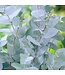 Verse Eucalyptus Gunnii | 300 gram per bos | Lengte 65 - 70 centimeter | Per bos te bestellen