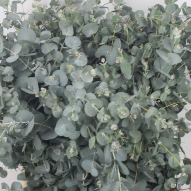 Frischer Eucalyptus Gunnii | 300 Gramm pro Strauß | Länge 65 - 70 Zentimeter | Bestellung pro Strauß