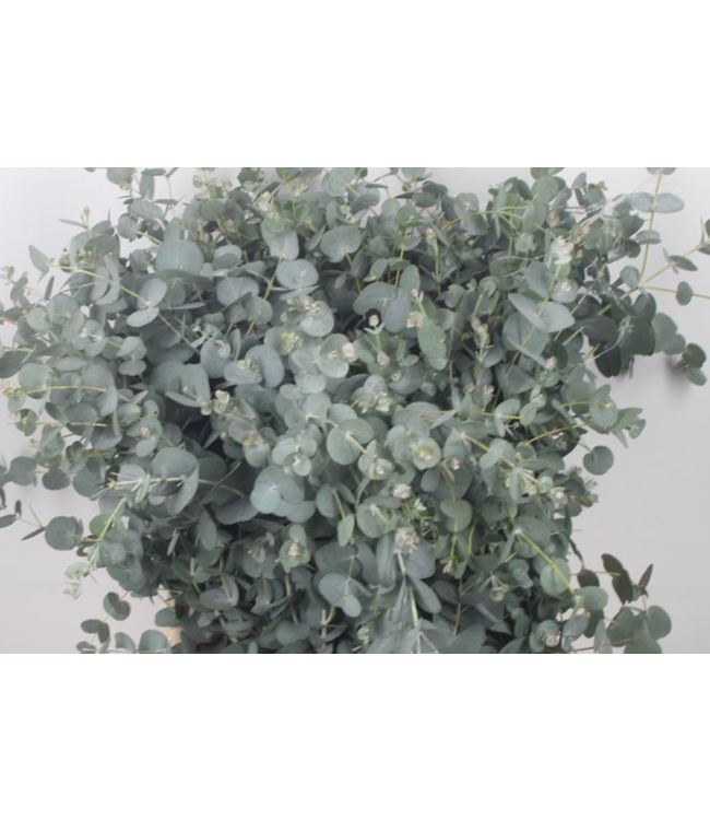 Verse Eucalyptus Gunnii | 300 gram per bos | Lengte 65 - 70 centimeter | Per bos te bestellen
