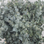 Verse Eucalyptus Gunnii | 300 gram per bos | Lengte 65 - 70 centimeter | Per bos te bestellen