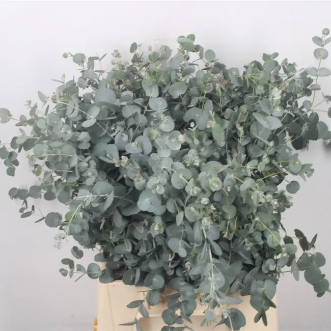 Fresh Eucalyptus Gunnii | 300 grams per bunch | Length 65 - 70 centimetres | Order per bunch