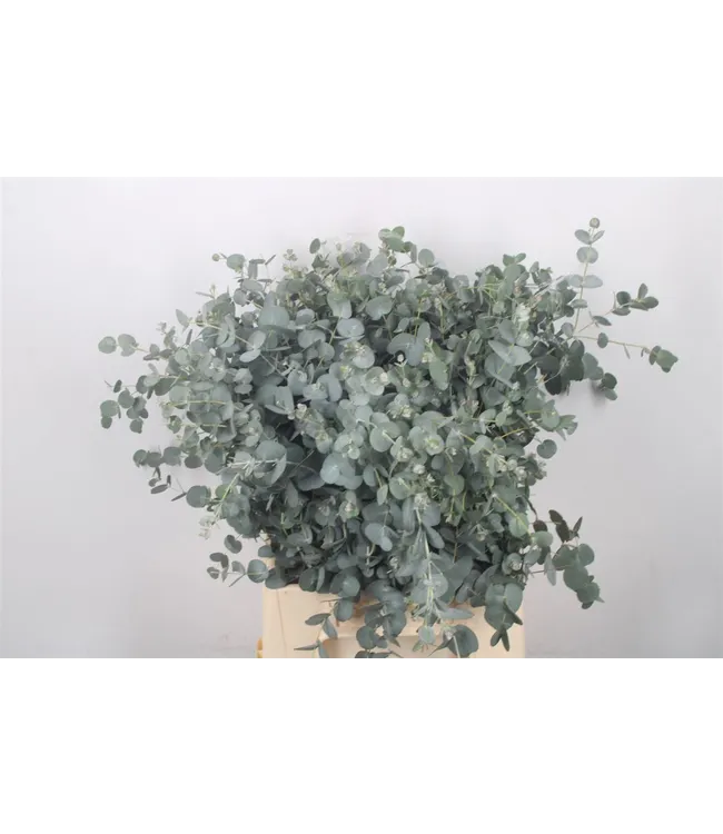 Frischer Eucalyptus Gunnii | 300 Gramm pro Strauß | Länge 65 - 70 Zentimeter | Bestellung pro Strauß