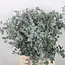 Verse Eucalyptus Gunnii | 300 gram per bos | Lengte 65 - 70 centimeter | Per bos te bestellen