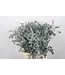 Frischer Eucalyptus Gunnii | 300 Gramm pro Strauß | Länge 65 - 70 Zentimeter | Bestellung pro Strauß
