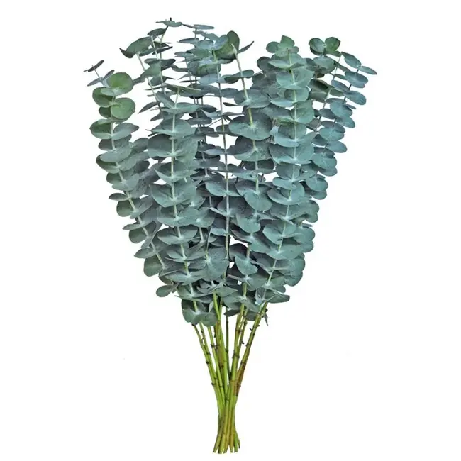 Frischer Eukalyptus Baby Blue | 350 - 400 Gramm pro Strauß | Länge 65 - 70 Zentimeter | Bestellung pro Strauß