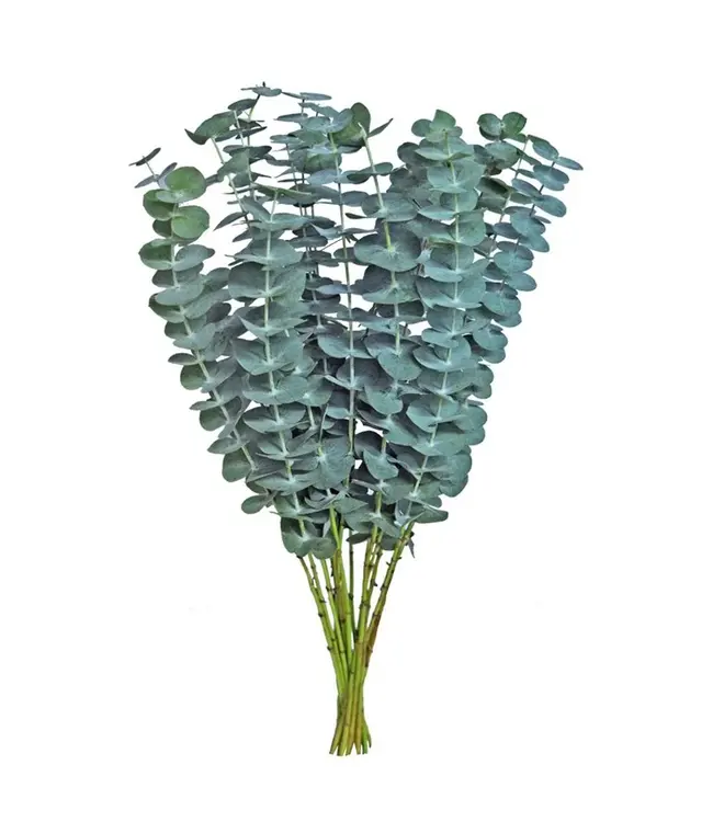 Verse Eucalyptus Baby Blue | 350 - 400 gram per bos | Lengte 65 - 70 centimeter | Per bos te bestellen