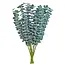 Fresh Eucalyptus Baby Blue | 350 - 400 grams per bunch | Length 65 - 70 centimetres | Order per bunch