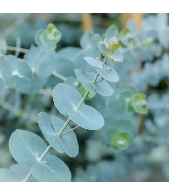 Verse Eucalyptus Baby Blue | 350 - 400 gram per bos | Lengte 65 - 70 centimeter | Per bos te bestellen