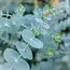 Fresh Eucalyptus Baby Blue | 350 - 400 grams per bunch | Length 65 - 70 centimetres | Order per bunch