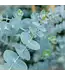 Verse Eucalyptus Baby Blue | 350 - 400 gram per bos | Lengte 65 - 70 centimeter | Per bos te bestellen