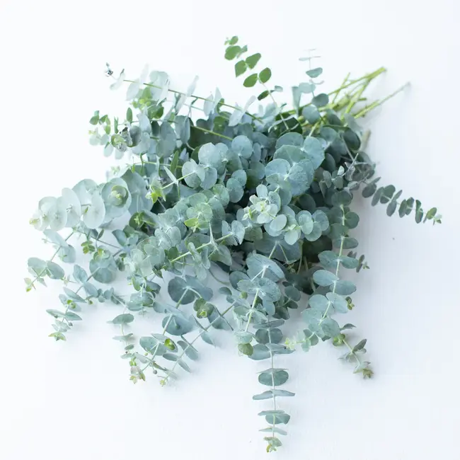 Fresh Eucalyptus Baby Blue | 350 - 400 grams per bunch | Length 65 - 70 centimetres | Order per bunch
