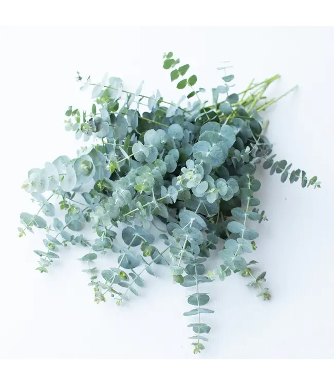 Verse Eucalyptus Baby Blue | 350 - 400 gram per bos | Lengte 65 - 70 centimeter | Per bos te bestellen