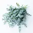 Fresh Eucalyptus Baby Blue | 350 - 400 grams per bunch | Length 65 - 70 centimetres | Order per bunch