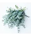 Verse Eucalyptus Baby Blue | 350 - 400 gram per bos | Lengte 65 - 70 centimeter | Per bos te bestellen