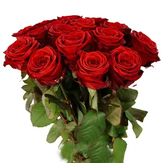 Florimo Fresh Flowers Frische rote Rosen – EXKLUSIV – Länge ± 70 Zentimeter – Pro 10 Stück