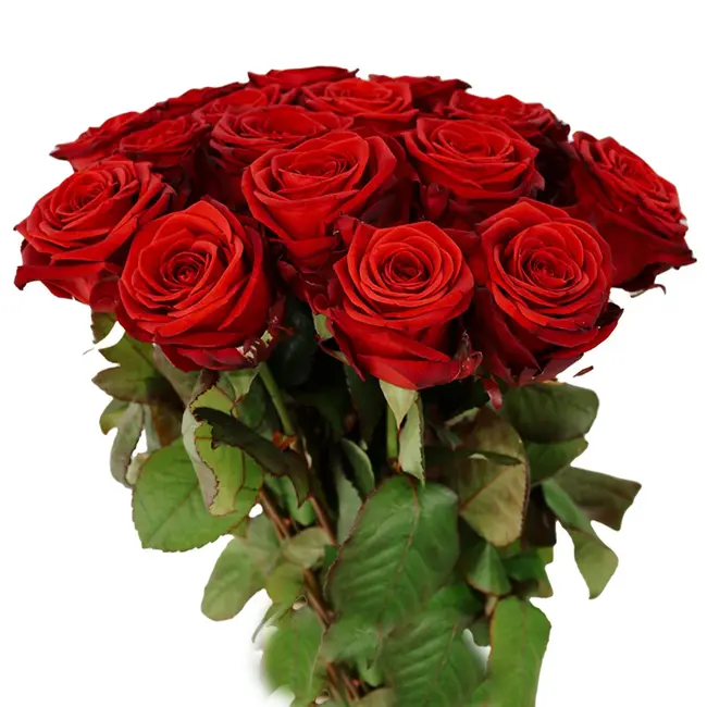 Verse rode rozen - EXCLUSIEF - Lengte ± 70 centimeter - Per 10 stuks te bestellen