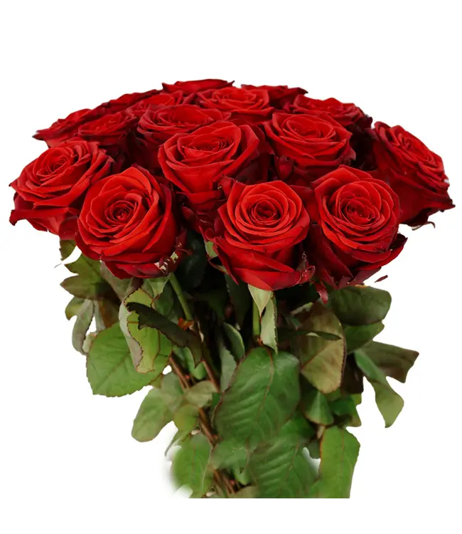 Verse rode rozen - EXCLUSIEF - Lengte ± 70 centimeter - Per 10 stuks te bestellen