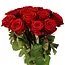 Fresh red roses - EXCLUSIVE - Length ± 70 centimeters - Can be ordered per 10 pieces