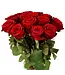 Verse rode rozen - EXCLUSIEF - Lengte ± 70 centimeter - Per 10 stuks te bestellen