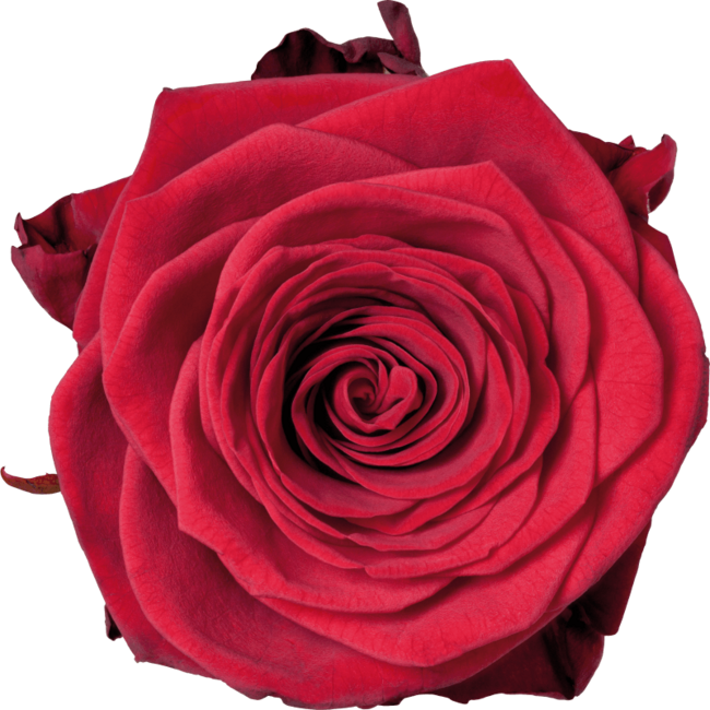 Frische rote Rosen – EXKLUSIV – Länge ± 70 Zentimeter – Kann pro 10 Stück bestellt werden