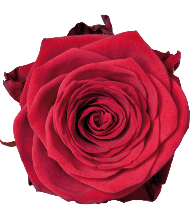 Verse rode rozen - EXCLUSIEF - Lengte ± 70 centimeter - Per 10 stuks te bestellen