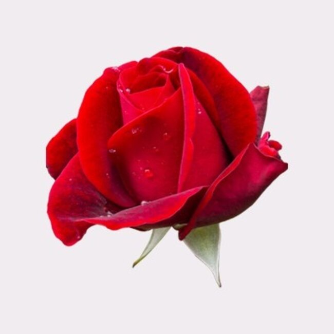 Frische rote Rosen – ANGEBOTSSCHLAGER – Länge ± 70 Zentimeter – Kann pro 10 Stück bestellt werden - Copy