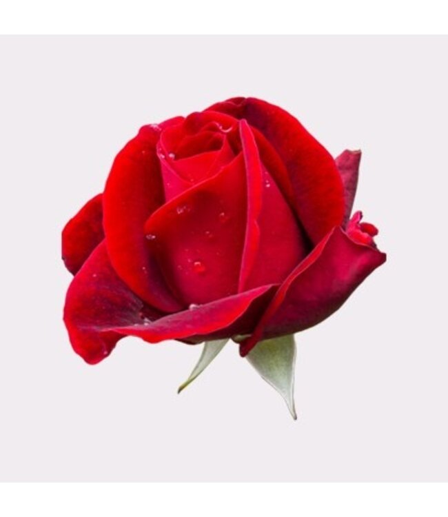 Frische rote Rosen – ANGEBOTSSCHLAGER – Länge ± 70 Zentimeter – Kann pro 10 Stück bestellt werden - Copy