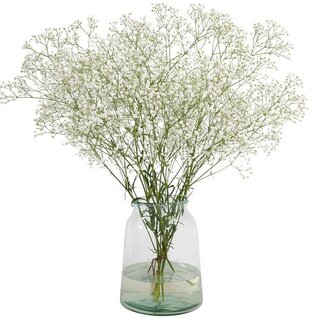 Florimo Fresh Flowers Frisches weißes Schleierkraut | Gypsophila paniculata Xlence | 30 Gramm | 25 Zweige