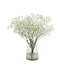 Vers wit naturel Gipskruid | Gypsophila paniculata Xlence | 30 gram | 25 takken per bos | Per bos te bestellen
