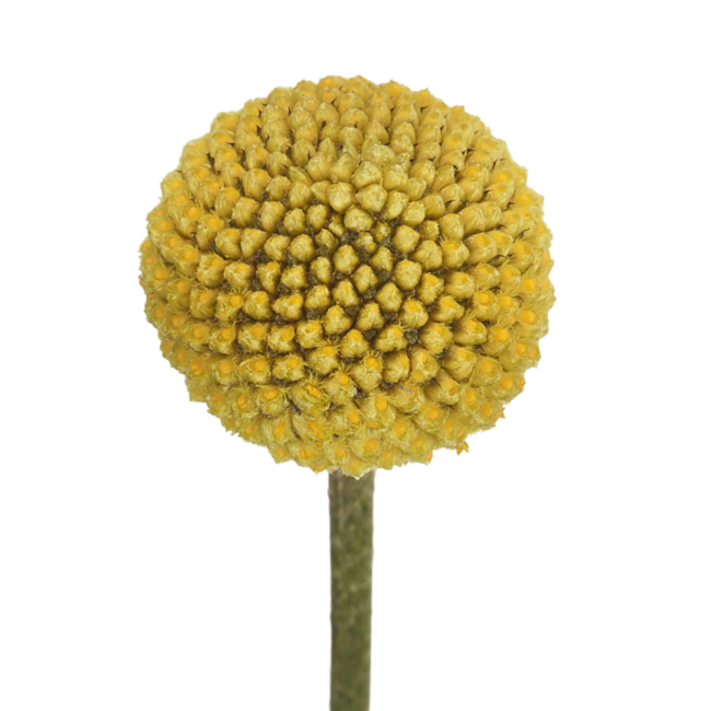 Fresh natural yellow craspedia | Length 65 centimeters | Can be ordered per 25 pieces