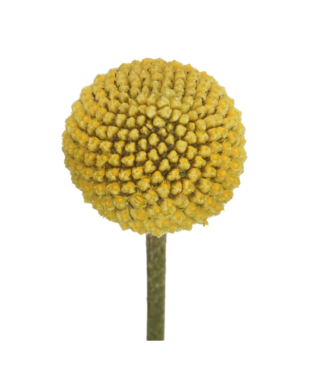 Verse naturel gele craspedia's | Lengte 65 centimeter | Per 20 stuks te bestellen