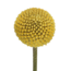 Fresh natural yellow craspedia | Length 65 centimeters | Can be ordered per 20 pieces