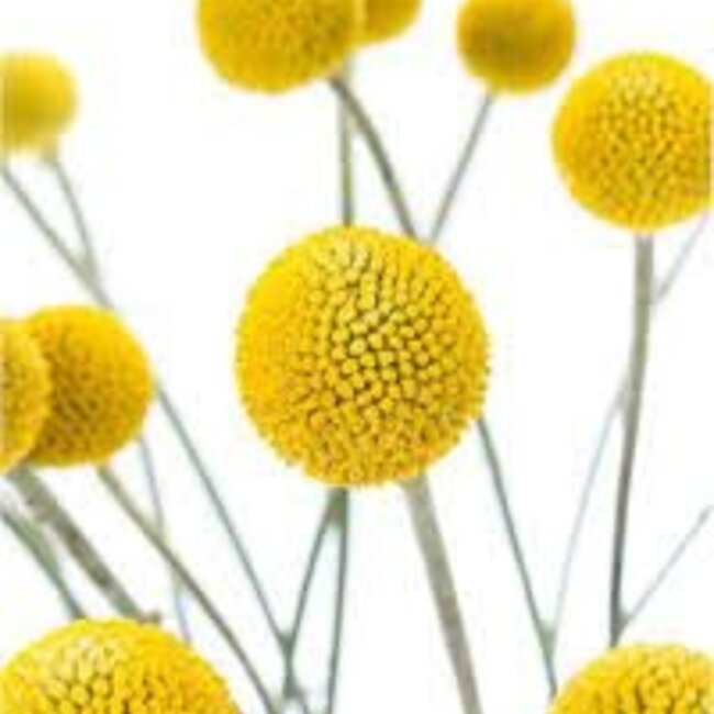 Fresh natural yellow craspedia | Length 65 centimeters | Can be ordered per 25 pieces