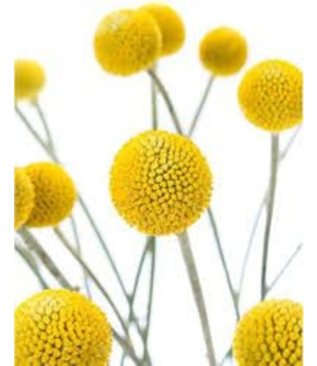 Verse naturel gele craspedia's | Lengte 65 centimeter | Per 20 stuks te bestellen