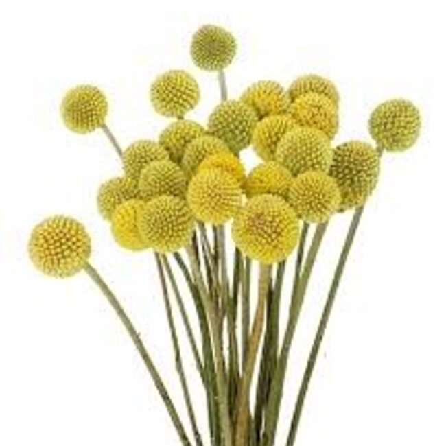 Verse naturel gele craspedia's | Lengte 65 centimeter | Per 20 stuks te bestellen