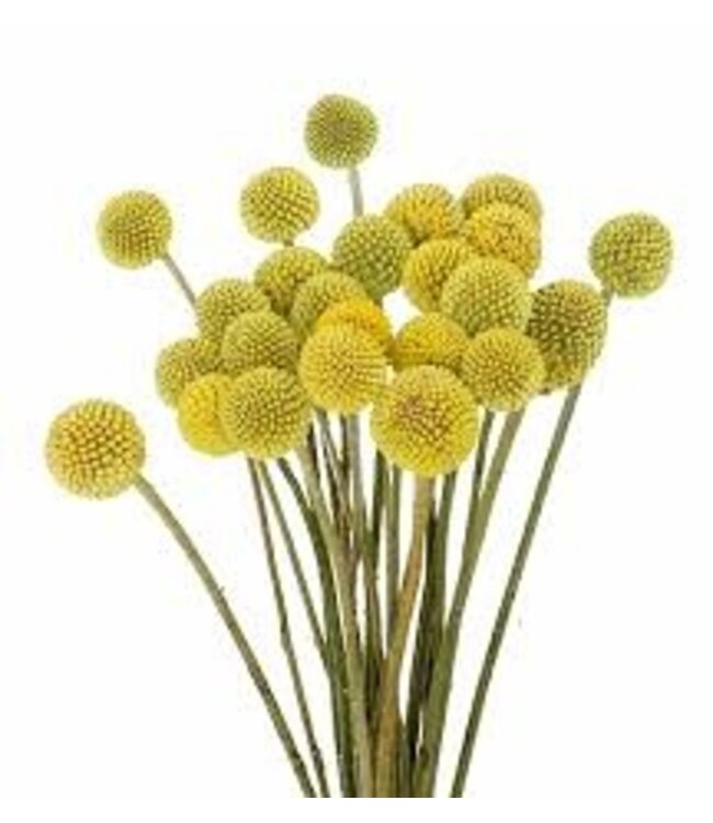 Verse naturel gele craspedia's | Lengte 65 centimeter | Per 20 stuks te bestellen