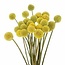 Verse naturel gele craspedia's | Lengte 65 centimeter | Per 20 stuks te bestellen