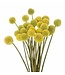 Verse naturel gele craspedia's | Lengte 65 centimeter | Per 20 stuks te bestellen